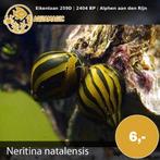 slak, Slak of Weekdier, Zoutwatervis