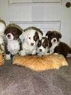 Welsh Corgi Cardigan puppy’s, Dieren en Toebehoren, Overige rassen, CDV (hondenziekte), 8 tot 15 weken, Meerdere