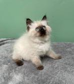 Ragdoll kittens, Dieren en Toebehoren, Katten en Kittens | Raskatten | Langhaar, Meerdere dieren, Ontwormd, 0 tot 2 jaar