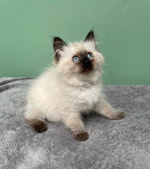 Ragdoll kittens, Dieren en Toebehoren, Katten en Kittens | Raskatten | Langhaar, Meerdere dieren, 0 tot 2 jaar, Ontwormd