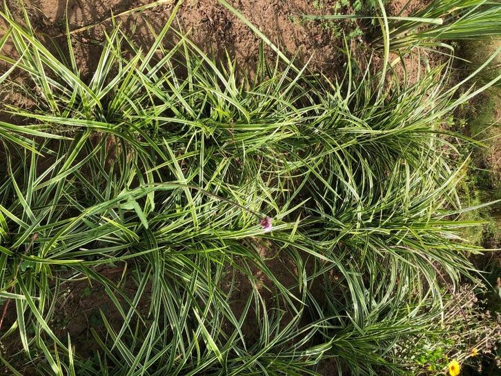 siergrassen, Tuin en Terras, Planten | Tuinplanten, Vaste plant, Siergrassen, Volle zon, Bloeit niet, Ophalen