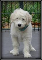 Labradoodle pups reutje / teefje, Dieren en Toebehoren, Honden | Chihuahua's en Gezelschapshonden, Poedel, Nederland, 8 tot 15 weken