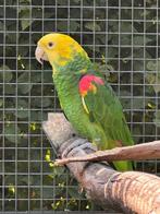 Te koop: zeer mooie Dubbele Geelkop Amazone (oratrix), Dieren en Toebehoren, Vogels | Parkieten en Papegaaien, Vrouwelijk, Papegaai