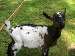 dwerggeit  lam hoornloos, bokje, Dieren en Toebehoren, Mannelijk, Geit, 0 tot 2 jaar