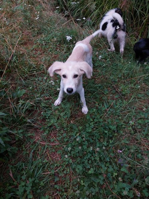 Wij zoeken lieve baasjes!, Dieren en Toebehoren, Honden | Niet-rashonden, Middel, Meerdere dieren, Handelaar, Meerdere, Buitenland