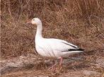 Kleine Sneeuwgans gevraagd, Dieren en Toebehoren, Pluimvee, Meerdere dieren, Gans of Zwaan