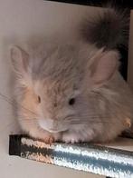 Blue Diamond vrouwtje, Dieren en Toebehoren, Knaagdieren, Mei, Vrouwelijk, Chinchilla