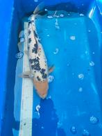 Koi 40 cm desgewenst bezorgd aan huis, Karper of Koi