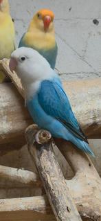 Mooie opaline blauw/yellowface fischeri, Dieren en Toebehoren, Vogels | Parkieten en Papegaaien, Geslacht onbekend, Dwergpapegaai of Agapornis