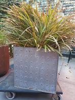 Metalen Plantenbak met gratis siergras, Tuin en Terras, Bloembakken en Plantenbakken, Tuin, Gebruikt, Minder dan 60 cm, Vierkant