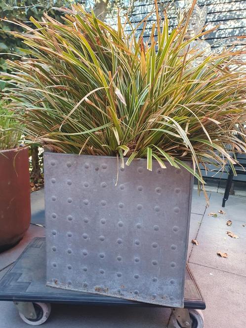 Metalen Plantenbak met gratis siergras, Tuin en Terras, Bloembakken en Plantenbakken, Gebruikt, Metaal, Binnen, Balkon, Tuin, 30 tot 60 cm