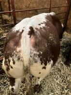 VRB streeprug stier, Dieren en Toebehoren, Runderen, Mannelijk