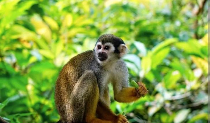 E-tickets Apenheul Apeldoorn, Tickets en Kaartjes, Recreatie | Dierentuinen, Drie personen of meer, Ticket of Toegangskaart