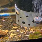 Albino ancistrus, Dieren en Toebehoren, Vis