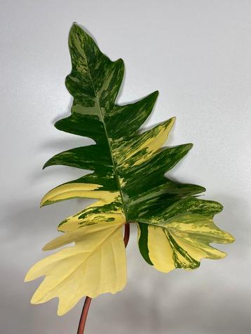 Philodendron Florida Beauty x Mayoi Variegata Kruising beschikbaar voor biedingen