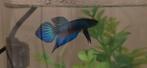 Betta mahachaiensis wilde betta, Dieren en Toebehoren, Vissen | Aquariumvissen, Vis