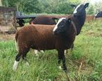 zwartbles rammen, Dieren en Toebehoren, Schapen, Geiten en Varkens, Mannelijk, Schaap, 0 tot 2 jaar