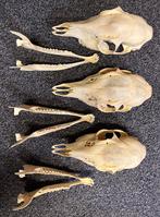 3 stuks schedels met onderkaak van volwassen Ree., Ophalen of Verzenden, Gebruikt, Hert, Schedel