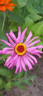 Zinnia Cactus Lilac, Ophalen of Verzenden, Volle zon, Zaad