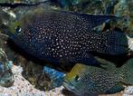 Schitterend koppel Black Diamond cichliden, Dieren en Toebehoren, Vissen | Aquariumvissen, Vis, Zoetwatervis