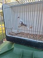 3 koppels bonte diamant duifjes, Meerdere dieren, Tropenvogel