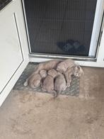 Kitten, Poes, 0 tot 2 jaar