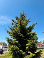 Grote Kerstboom - 4+ meter, Bloeit niet, Overige soorten, 400 cm of meer, Ophalen