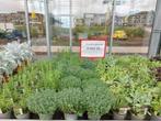Biologische kruiden 4 voor 10,-, Tuin en Terras, Planten | Tuinplanten, Ophalen, Zomer, Kruiden, Volle zon