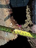 3 grote eikem blokken voor 100 euro !!!, Minder dan 3 m³, Ophalen, Eikenhout, Blokken