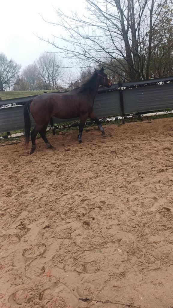 Verzoger gezocht in hoofddorp, Dieren en Toebehoren, Paarden en Pony's | Verzorgingsproducten, Ophalen of Verzenden