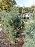 Pinus Strobus Fastigiata - Zuilvormige den 2m, Tuin en Terras, Ophalen, Bloeit niet, Volle zon, Overige soorten
