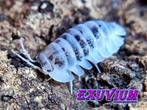 Nesodillo arcangelii Shiro Utsuri isopods / pissebedden, Overige soorten