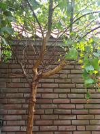 Berk, Tuin en Terras, Planten | Bomen, Ophalen, Bloeit niet, Halfschaduw, Overige soorten