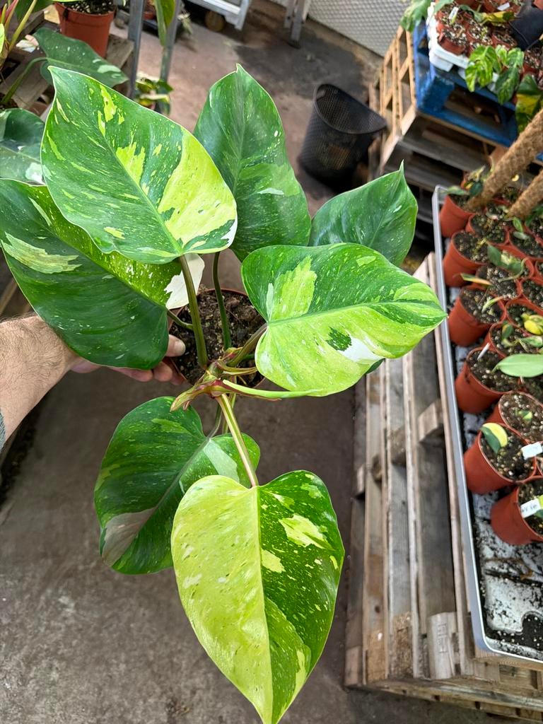 Philodendron Fresh Aurea Variegata - Pot 14 cm, Overige soorten, In pot, Minder dan 100 cm, Groene kamerplant