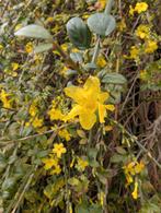 Winterjasmijn, Overige soorten, Volle zon, Vaste plant, Ophalen of Verzenden