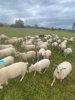 Weidelammeren weiders., Dieren en Toebehoren, Schapen, Geiten en Varkens, Meerdere dieren, Schaap