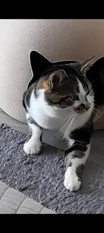 Kat tekoop, Dieren en Toebehoren, Kater