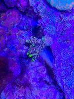 Acropora jf fox flame, Dieren en Toebehoren, Ophalen, Gevuld zeewateraquarium
