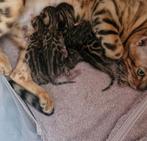 Bengaal kittens te koop met stamboom, Dieren en Toebehoren, Meerdere dieren, Met stamboom