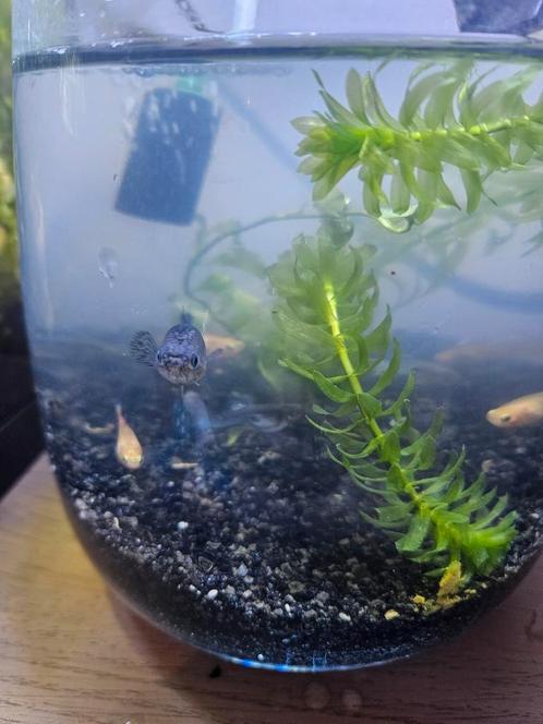 Alleen vrouwen Guppen beschikbaar!, Dieren en Toebehoren, Vissen | Aquariumvissen, Vis