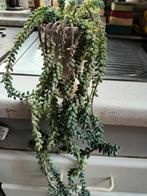 Hangplant, Ophalen, Halfschaduw, Minder dan 100 cm