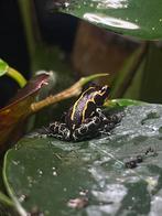 ranitomeya imitator, Dieren en Toebehoren, Reptielen en Amfibieën, Schildpad