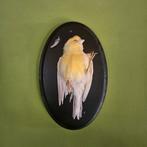Kanarie taxidermie opgezette vogel, Ophalen, Zo goed als nieuw, Vogel, Opgezet dier