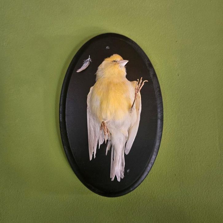 Kanarie taxidermie opgezette vogel, Verzamelen, Dierenverzamelingen, Zo goed als nieuw, Opgezet dier, Vogel, Ophalen