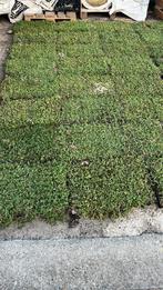 Sedummatten 20m2 + toebehoren, Ophalen of Verzenden, Nieuw, 20 m² of meer, Gras