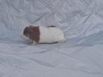 Zeugje teddy cavia, Vrouwelijk, Cavia, Tam