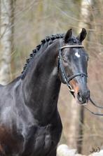 Twee rietjes sperma van topvererver Metall, Dieren en Toebehoren, Ophalen of Verzenden, Overige soorten