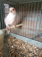 Mooie Portugese Harlekijn kanarie., Dieren en Toebehoren, Vogels | Kanaries, Mannelijk, Kleurkanarie