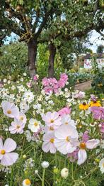 🐝  Cosmea zaden mix :Cupcake, psyche White, Lemonade e.a, Tuin en Terras, Bloembollen en Zaden, Ophalen of Verzenden, Voorjaar