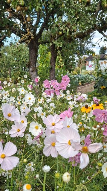 🐝  Cosmea zaden mix :Cupcake, psyche White, Lemonade e.a beschikbaar voor biedingen